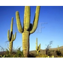 Cactus giganti