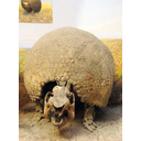 Glyptodonte