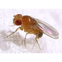 Drosophila