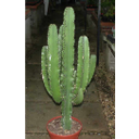 Euphorbia