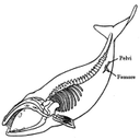 Scheletro Balena
