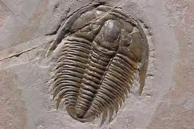 Trilobite